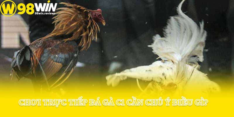 Chơi trực tiếp đá gà C1 cần chú ý điều gì?