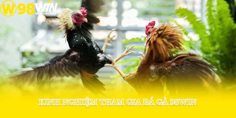 Kinh nghiệm tham gia đá gà 98win