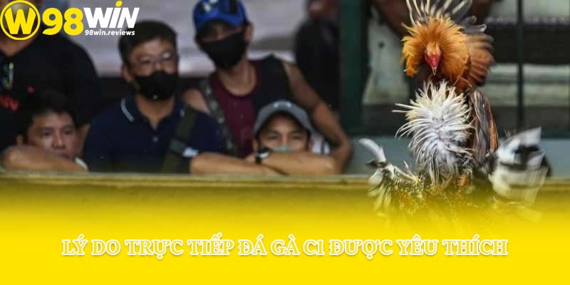 Lý do trực tiếp đá gà C1 được yêu thích