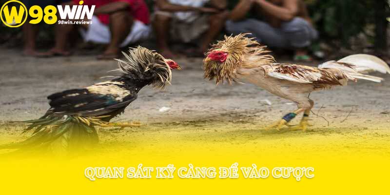 Quan sát kỹ càng để vào cược