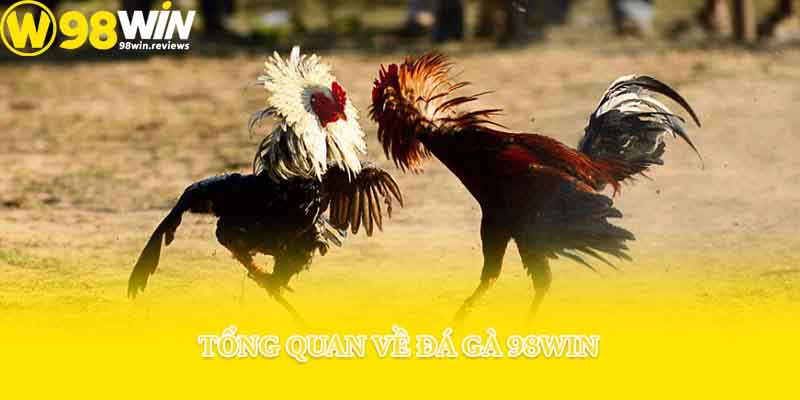 Tổng quan về đá gà 98win